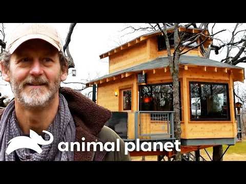 Treehouses We Would Live In | Treehouse Masters | Animal Planet