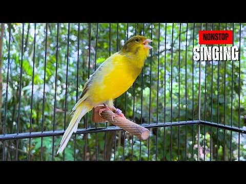 Top Canary Training Song 🎶 Improve Singing Instantly 🔥
