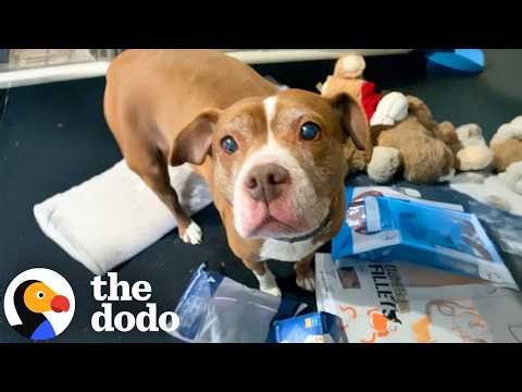 Watch These Shelter Pets Get A Secret Santa Surprise | The Dodo