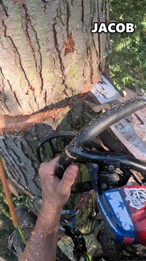 Stihl MS 261 Chainsaw Overview and Benefits