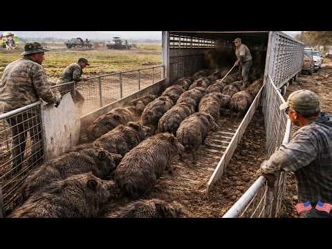 The Texas Farmers' War vs Wild Boar - Watch How They Capture Entire Herds of Wild Hogs