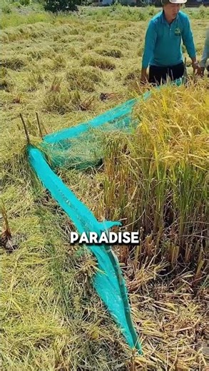 Why are they surrounding this field?