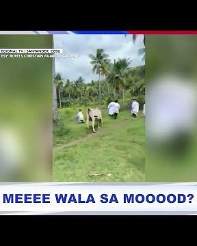Mga sakristan para sa "pax tecum," hinarang at hinabol ng baka at kambing | 24 Oras Weekend