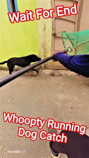 Whoopty Running Dog Catch #whoopty #dog #dogwithpublicsafety #ytviral #pets #dogshorts #shorts