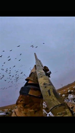 Hundreds of Geese Overhead! #goosehunting #birdhunting #hunting #shorts #video