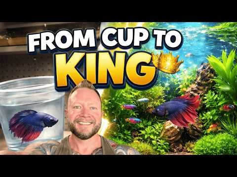 “From Cup Prison to Paradise 🐟 I Rescued a Betta Fish!”