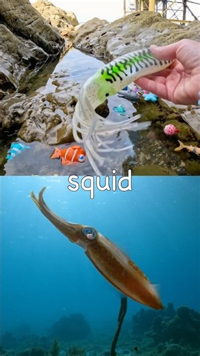 Learn at the Rock Pool | Sea Animal Names for Kids: Blue Whale Squid Walrus Whale Seahorse