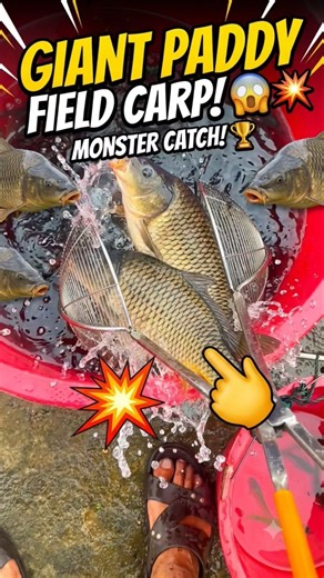 🐟 Giant Field Carp Catch! Look at This Massive Haul! 😱🔥 #CarpFishing #GiantCatch #Fishing