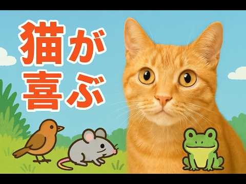 【猫が喜ぶ】動物や効果音いっぱいの癒し動画｜広告なしで安心して見せられる🐾