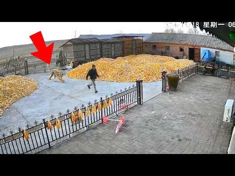 10 Scariest Animal Encounters Caught on Camera