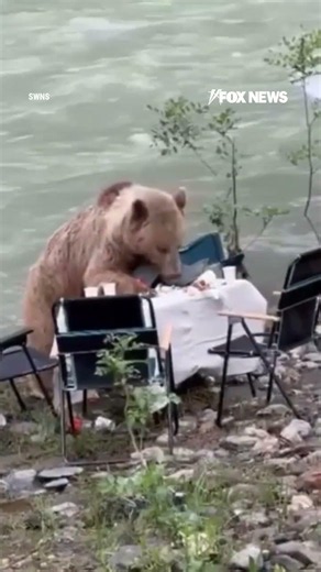 A hungry bear pulled up to a picnic table like it owned the place