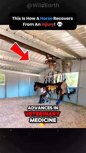 🐎 Do Horses Still Get Put Down After Injuries?