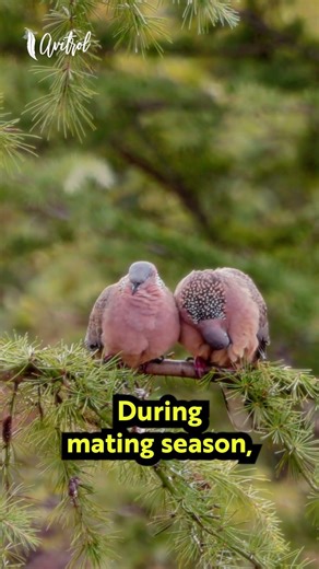 Why Do Birds Hit Windows?