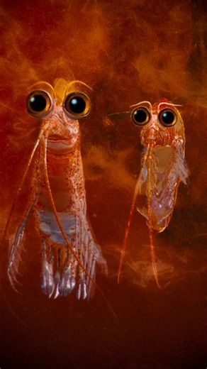 One of the most philosophical moments in animation history comes from a krill in ‘Happy Feet Two.’ Brad Pitt and Matt Damon voice Will and Bill, two tiny krill whose 3-minute comedic subplot gradually turns into a surprisingly thoughtful debate about the meaning of life. While Bill finds comfort in the familiar, Will begins questioning why he and millions of other krill spend their entire lives blindly following the swarm, never stopping to ask where they’re going or whether there’s something mo