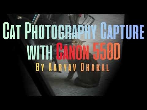 Cat Photography Capture with Canon 550D by Aaryav Dhakal