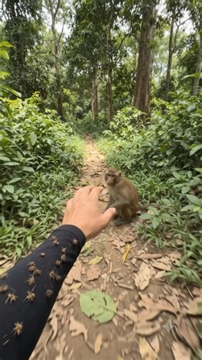 🐒❤️ This Kind-Hearted Monkey Helps Remove a Thorn! Nature’s Little Hero 💖🐵