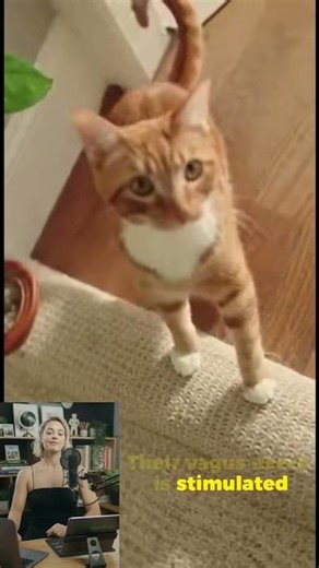 Why Cats Sprint After Pooping! 🐱💨 #shorts #cat #facts #funny