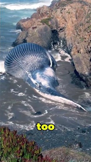 Why Dead Whales Can Explode 😳 #ScienceFacts