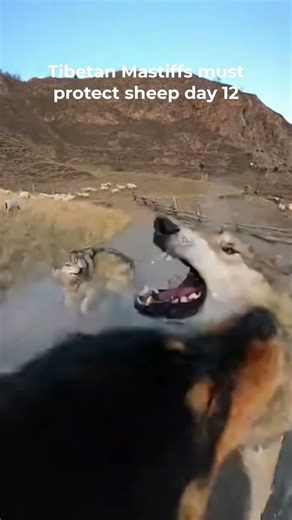 Can one dog really keep wolves away without a single bite?