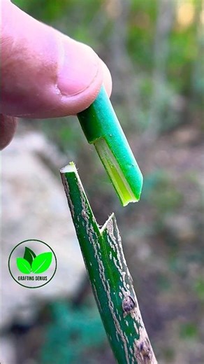 Easy grafting techniques | Grafting citrus tree | How to graft plants ✓ #plantcare #grafting #bonsai
