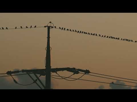 WHY don't birds get electrocuted on wires?