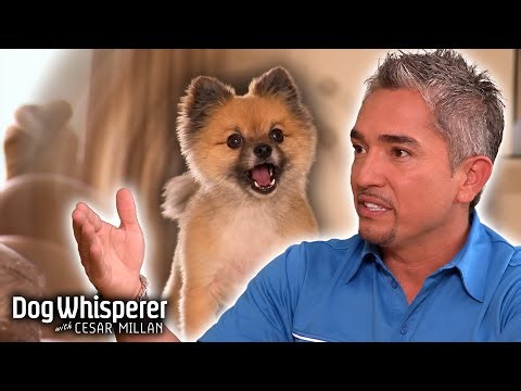 This Pomeranian Won't Stop Barking! | Dog Whisperer With Cesar Millan