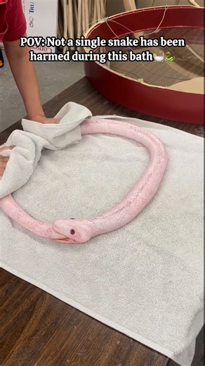Not even a single snake was harmed? @aziza.abdieva #snake #bath