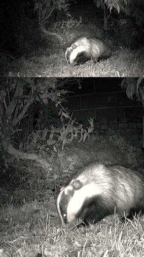 Rarely Seen… The Real Life of Badgers After Sunset