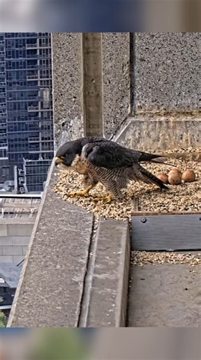 Falcon Mom takes a break and baby alone in nest #falcon #birds #shorts #nest #egg #hatched