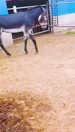 Funniest Donkey Ever Donkey Training the fun way 170