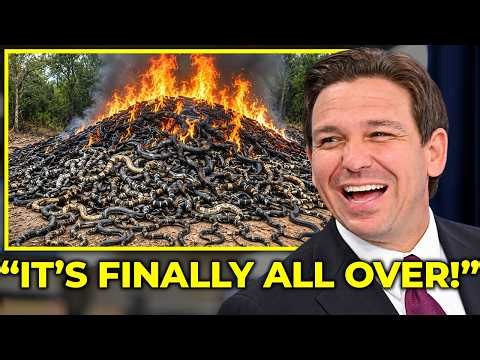 Florida Hunters Found a Genius Way to Wipe Out Thousands of Pythons — And It's INSANE!