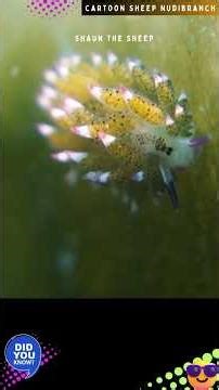 CARTOON SHEEP SLUG | SHAUN THE SHEEP SLUG| NUDIBRANCH AUDIO@DISCOVER WHATZ UNIQUE #Japan #IUCN
