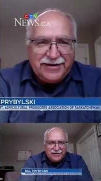 Saskatchewan crops impacted by heavy rain as harvest begins