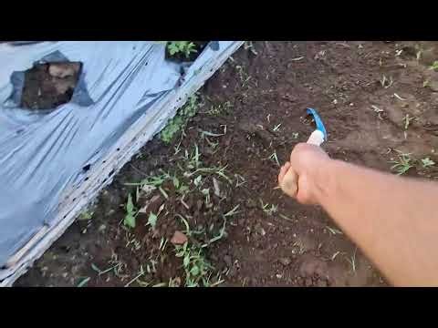 GENIUS INVENTION! THE EASIEST WAY TO RAKE AND COLLECT WEEDS FAST! - Agriculture farming