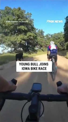 Young bull joins Iowa BIKE RACE #shorts #us #news #foxnews #viral #animals