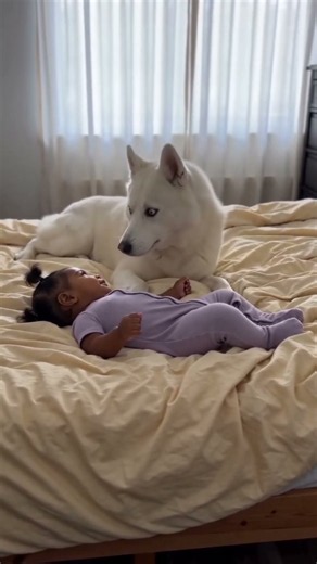 Cute Baby and White Husky Best Friends ❤️ Adorable Baby & Dog Moments #CuteBaby #Husky #BabyAndDog