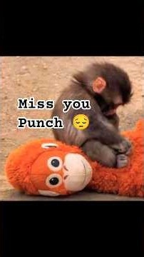 Punch we will miss you😔🙂 #shorts #viral #punchbaby #cutemonkey #ichikawazoo #missyoupunch #punch
