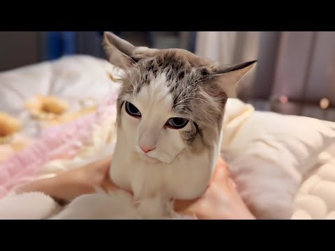 UNUSUAL MEMES COMPILATION V354