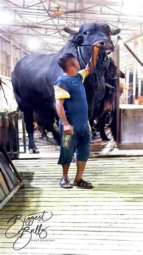 A gigantic black bull with exceptional length, height and muscularity, comes out of the barn