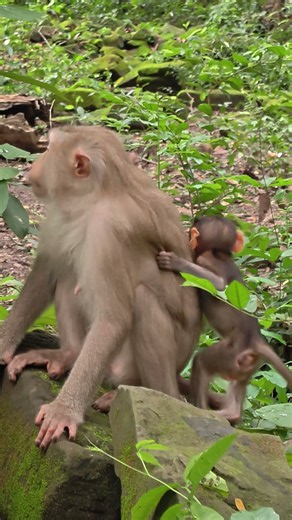 Too cute to handle! 🐒🥰✨ This little monkey just made my day! 💕 #CuteMonkey #MonkeyLove