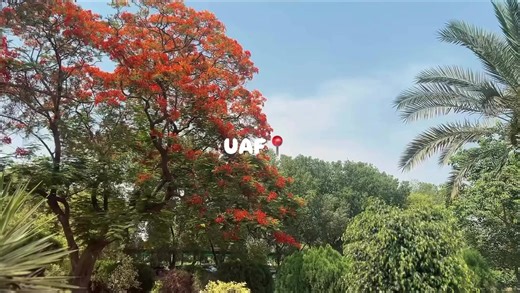 UAF Beautiful Scene: Stunning Campus Moments Captured
