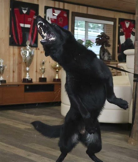 Action Packed Week! Kraftwork K9 Pro German Shepherds