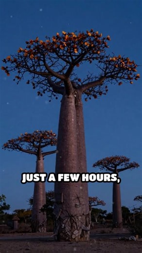 Why Baobab Flowers Only Bloom at Night