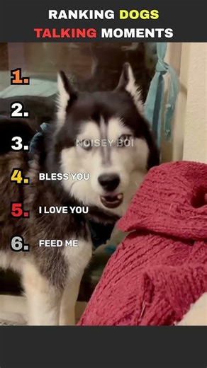 Ranking Dogs That Actually Talk Back 😂🐶