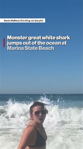 Monster great white shark jumps out of the ocean at Marina State Beach #shorts