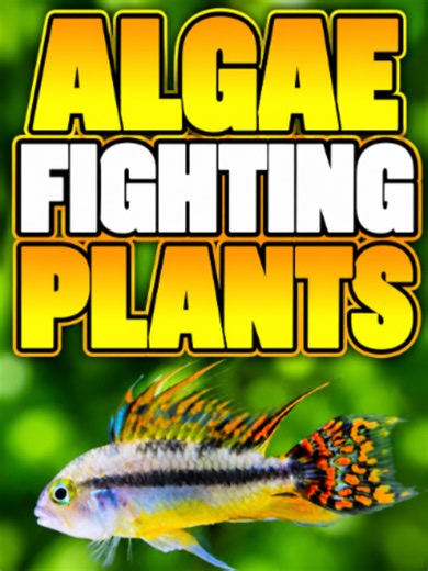 Best Aquarium Plants for Algae Control (No CO₂) — Floating, Stem & Runner Picks