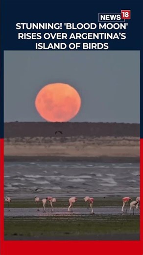 Crimson Sky: Stunning Blood Moon Rises Over Argentina’s Island of Birds | Lunar Eclipse 2026 | N18S