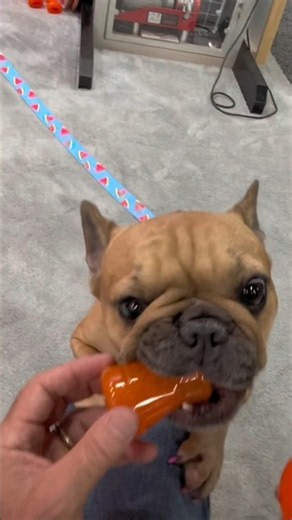 🐾 Meet Yoko the very cute French Bulldog! ❤️Large or small BIONIC® Treat Shaker?