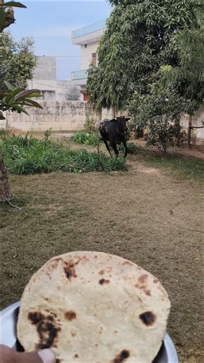 Mother's Love: a Cow SEARCHES Her Calf and EATS a Roti! 🐄❤️🥖 #shorts #animals #cow