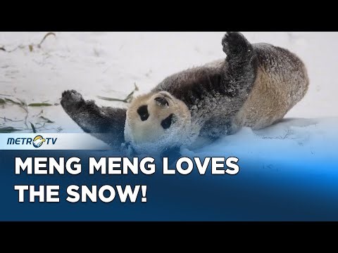 Meng Meng the Panda Joyfully Plays in Snow